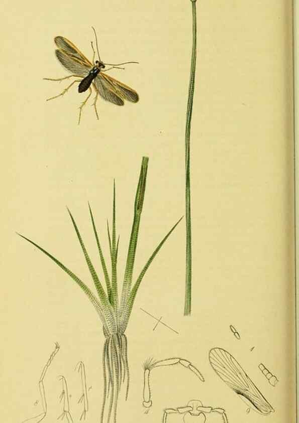 Reproducción/Reproduction 36236901371: British entomology :. London,Printed for the author,1823-1840 [i.e. 1840].