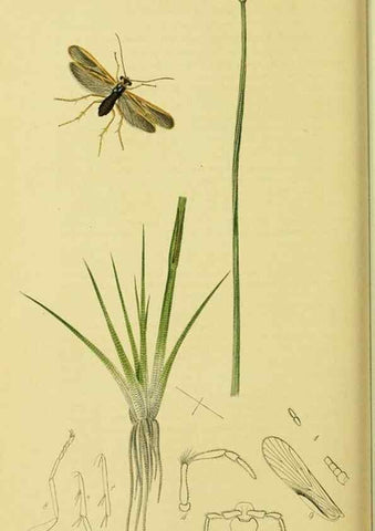 Reproducción/Reproduction 36236901371: British entomology :. London,Printed for the author,1823-1840 [i.e. 1840].