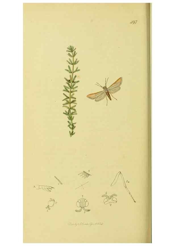 Reproducción/Reproduction 36373587845: British entomology :. London,Printed for the author,1823-1840 [i.e. 1840].