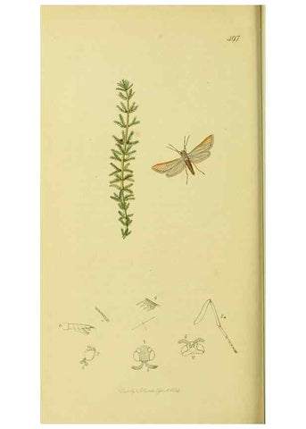Reproducción/Reproduction 36373587845: British entomology :. London,Printed for the author,1823-1840 [i.e. 1840].