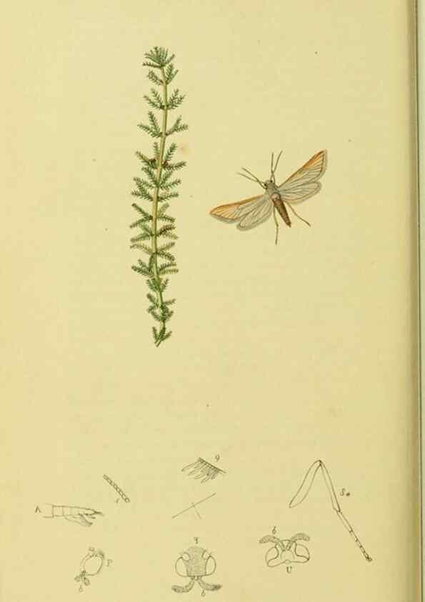 Reproducción/Reproduction 36373587845: British entomology :. London,Printed for the author,1823-1840 [i.e. 1840].