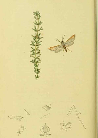 Reproducción/Reproduction 36373587845: British entomology :. London,Printed for the author,1823-1840 [i.e. 1840].