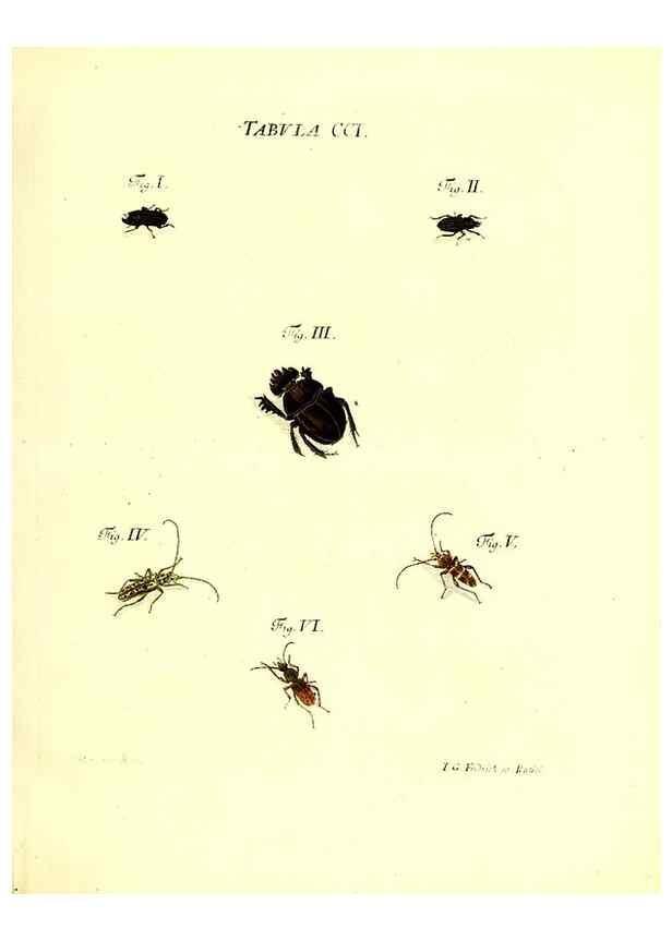 Reproducción/Reproduction 36237097731: Iacobi Christiani Schaefferi s.s. theologiae et philosophiae doctoris ... Icones insectorum circa Ratisbonam indigenorum :. Ratisbonae :Typis Breitfeldianis,MDCCLXXIX [1766-1779]