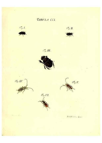 Reproducción/Reproduction 36237097731: Iacobi Christiani Schaefferi s.s. theologiae et philosophiae doctoris ... Icones insectorum circa Ratisbonam indigenorum :. Ratisbonae :Typis Breitfeldianis,MDCCLXXIX [1766-1779]