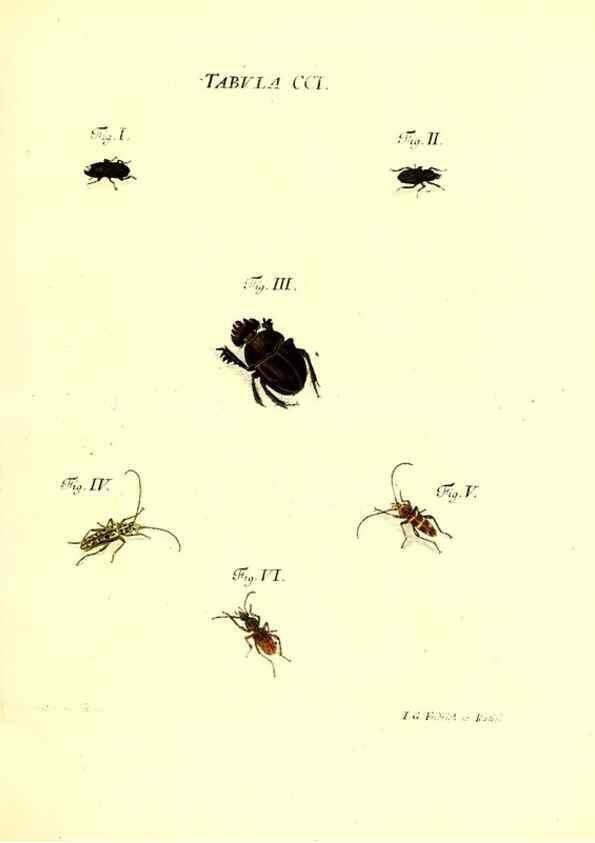Reproducción/Reproduction 36237097731: Iacobi Christiani Schaefferi s.s. theologiae et philosophiae doctoris ... Icones insectorum circa Ratisbonam indigenorum :. Ratisbonae :Typis Breitfeldianis,MDCCLXXIX [1766-1779]
