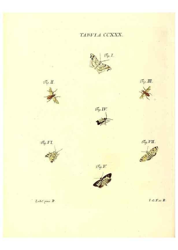 Reproducción/Reproduction 35565503183: Iacobi Christiani Schaefferi s.s. theologiae et philosophiae doctoris ... Icones insectorum circa Ratisbonam indigenorum :. Ratisbonae :Typis Breitfeldianis,MDCCLXXIX [1766-1779]