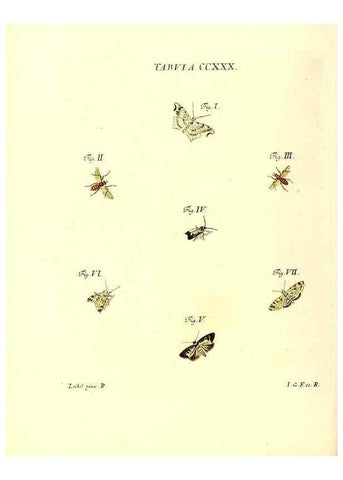 Reproducción/Reproduction 35565503183: Iacobi Christiani Schaefferi s.s. theologiae et philosophiae doctoris ... Icones insectorum circa Ratisbonam indigenorum :. Ratisbonae :Typis Breitfeldianis,MDCCLXXIX [1766-1779]
