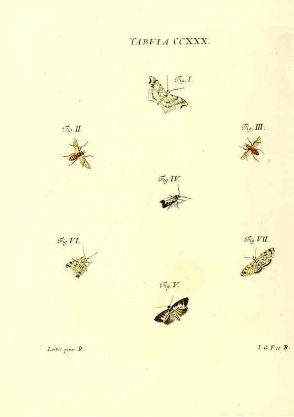 Reproducción/Reproduction 35565503183: Iacobi Christiani Schaefferi s.s. theologiae et philosophiae doctoris ... Icones insectorum circa Ratisbonam indigenorum :. Ratisbonae :Typis Breitfeldianis,MDCCLXXIX [1766-1779]