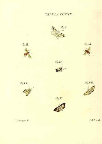 Reproducción/Reproduction 35565503183: Iacobi Christiani Schaefferi s.s. theologiae et philosophiae doctoris ... Icones insectorum circa Ratisbonam indigenorum :. Ratisbonae :Typis Breitfeldianis,MDCCLXXIX [1766-1779]