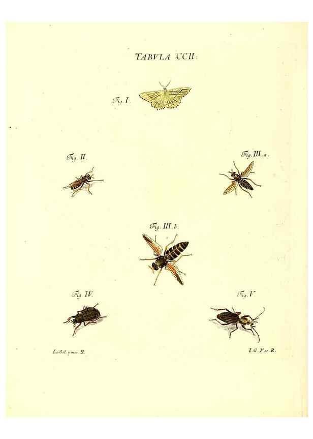 Reproducción/Reproduction 36237099421: Iacobi Christiani Schaefferi s.s. theologiae et philosophiae doctoris ... Icones insectorum circa Ratisbonam indigenorum :. Ratisbonae :Typis Breitfeldianis,MDCCLXXIX [1766-1779]
