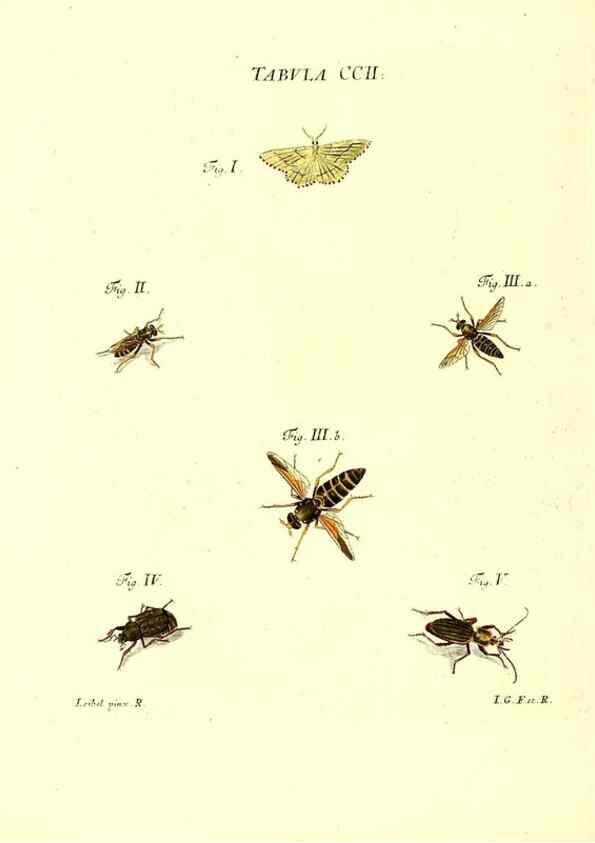 Reproducción/Reproduction 36237099421: Iacobi Christiani Schaefferi s.s. theologiae et philosophiae doctoris ... Icones insectorum circa Ratisbonam indigenorum :. Ratisbonae :Typis Breitfeldianis,MDCCLXXIX [1766-1779]