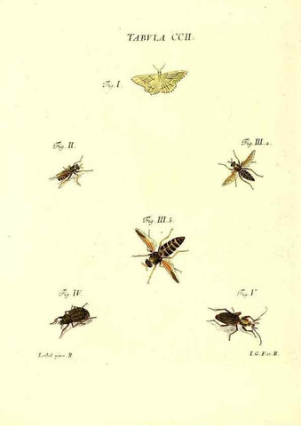 Reproducción/Reproduction 36237099421: Iacobi Christiani Schaefferi s.s. theologiae et philosophiae doctoris ... Icones insectorum circa Ratisbonam indigenorum :. Ratisbonae :Typis Breitfeldianis,MDCCLXXIX [1766-1779]