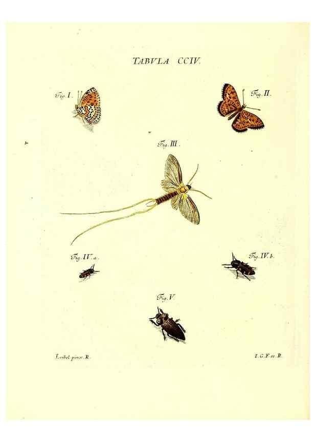Reproducción/Reproduction 36237102821: Iacobi Christiani Schaefferi s.s. theologiae et philosophiae doctoris ... Icones insectorum circa Ratisbonam indigenorum :. Ratisbonae :Typis Breitfeldianis,MDCCLXXIX [1766-1779]