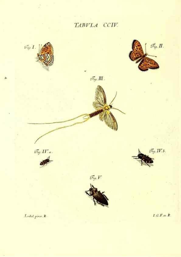 Reproducción/Reproduction 36237102821: Iacobi Christiani Schaefferi s.s. theologiae et philosophiae doctoris ... Icones insectorum circa Ratisbonam indigenorum :. Ratisbonae :Typis Breitfeldianis,MDCCLXXIX [1766-1779]