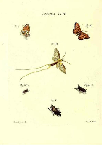 Reproducción/Reproduction 36237102821: Iacobi Christiani Schaefferi s.s. theologiae et philosophiae doctoris ... Icones insectorum circa Ratisbonam indigenorum :. Ratisbonae :Typis Breitfeldianis,MDCCLXXIX [1766-1779]