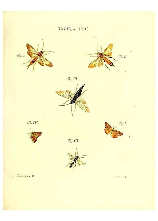 Reproducción/Reproduction 36237105231: Iacobi Christiani Schaefferi s.s. theologiae et philosophiae doctoris ... Icones insectorum circa Ratisbonam indigenorum :. Ratisbonae :Typis Breitfeldianis,MDCCLXXIX [1766-1779]