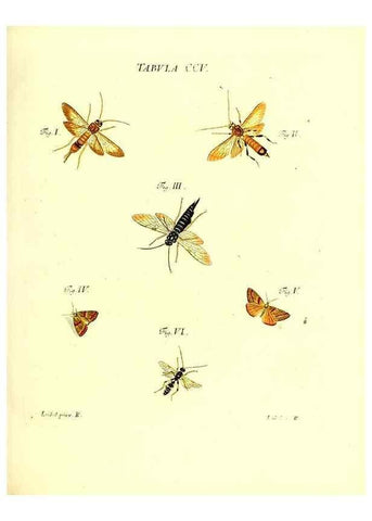 Reproducción/Reproduction 36237105231: Iacobi Christiani Schaefferi s.s. theologiae et philosophiae doctoris ... Icones insectorum circa Ratisbonam indigenorum :. Ratisbonae :Typis Breitfeldianis,MDCCLXXIX [1766-1779]