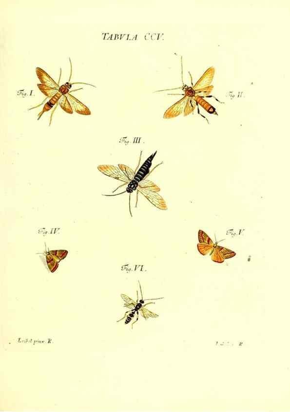Reproducción/Reproduction 36237105231: Iacobi Christiani Schaefferi s.s. theologiae et philosophiae doctoris ... Icones insectorum circa Ratisbonam indigenorum :. Ratisbonae :Typis Breitfeldianis,MDCCLXXIX [1766-1779]
