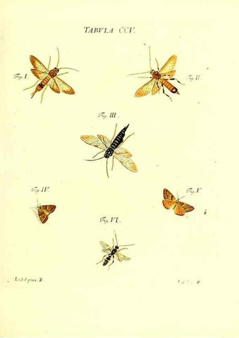 Reproducción/Reproduction 36237105231: Iacobi Christiani Schaefferi s.s. theologiae et philosophiae doctoris ... Icones insectorum circa Ratisbonam indigenorum :. Ratisbonae :Typis Breitfeldianis,MDCCLXXIX [1766-1779]