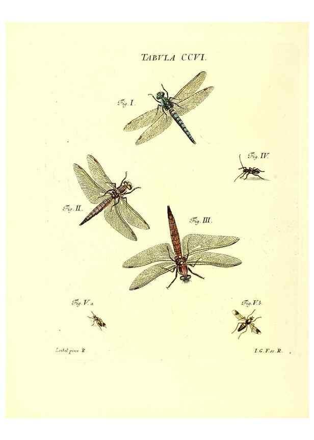 Reproducción/Reproduction 35538013614: Iacobi Christiani Schaefferi s.s. theologiae et philosophiae doctoris ... Icones insectorum circa Ratisbonam indigenorum :. Ratisbonae :Typis Breitfeldianis,MDCCLXXIX [1766-1779]