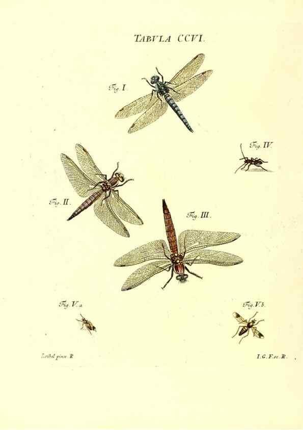 Reproducción/Reproduction 35538013614: Iacobi Christiani Schaefferi s.s. theologiae et philosophiae doctoris ... Icones insectorum circa Ratisbonam indigenorum :. Ratisbonae :Typis Breitfeldianis,MDCCLXXIX [1766-1779]