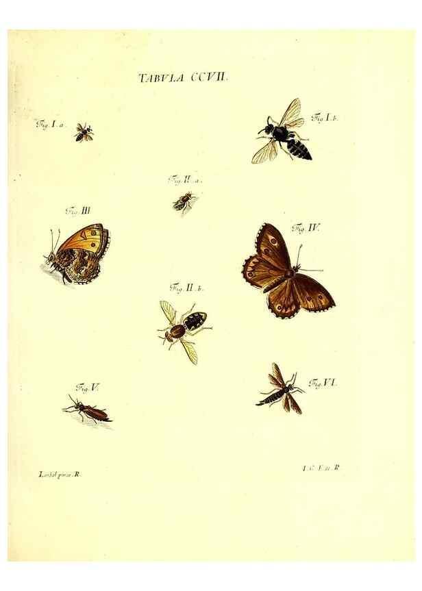 Reproducción/Reproduction 35538015734: Iacobi Christiani Schaefferi s.s. theologiae et philosophiae doctoris ... Icones insectorum circa Ratisbonam indigenorum :. Ratisbonae :Typis Breitfeldianis,MDCCLXXIX [1766-1779]