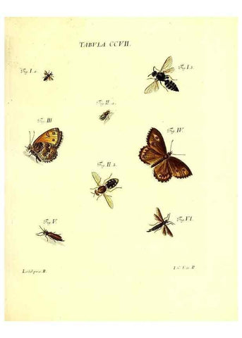 Reproducción/Reproduction 35538015734: Iacobi Christiani Schaefferi s.s. theologiae et philosophiae doctoris ... Icones insectorum circa Ratisbonam indigenorum :. Ratisbonae :Typis Breitfeldianis,MDCCLXXIX [1766-1779]