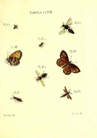 Reproducción/Reproduction 35538015734: Iacobi Christiani Schaefferi s.s. theologiae et philosophiae doctoris ... Icones insectorum circa Ratisbonam indigenorum :. Ratisbonae :Typis Breitfeldianis,MDCCLXXIX [1766-1779]