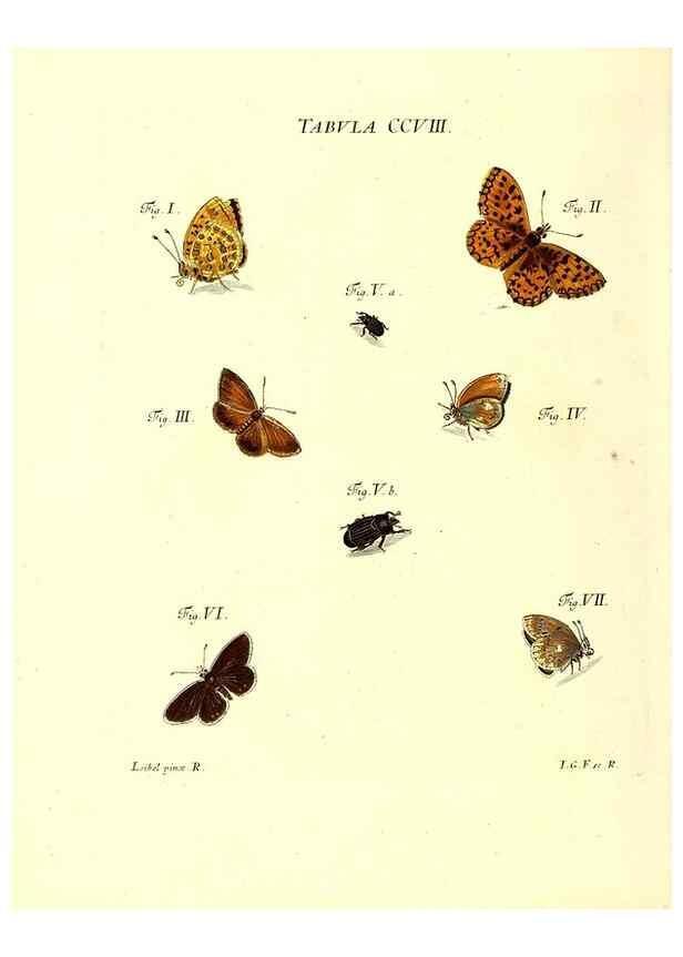 Reproducción/Reproduction 35538017664: Iacobi Christiani Schaefferi s.s. theologiae et philosophiae doctoris ... Icones insectorum circa Ratisbonam indigenorum :. Ratisbonae :Typis Breitfeldianis,MDCCLXXIX [1766-1779]