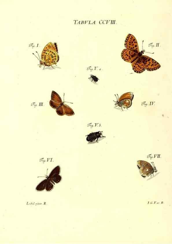 Reproducción/Reproduction 35538017664: Iacobi Christiani Schaefferi s.s. theologiae et philosophiae doctoris ... Icones insectorum circa Ratisbonam indigenorum :. Ratisbonae :Typis Breitfeldianis,MDCCLXXIX [1766-1779]