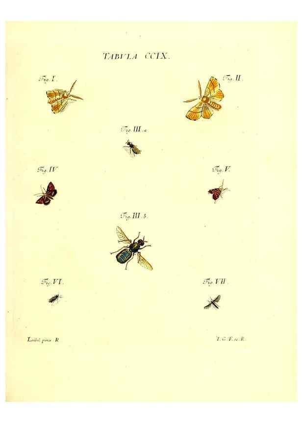 Reproducción/Reproduction 35538019834: Iacobi Christiani Schaefferi s.s. theologiae et philosophiae doctoris ... Icones insectorum circa Ratisbonam indigenorum :. Ratisbonae :Typis Breitfeldianis,MDCCLXXIX [1766-1779]