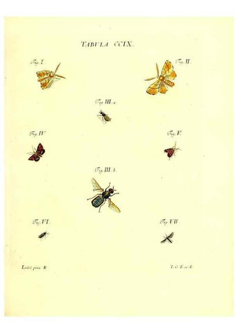 Reproducción/Reproduction 35538019834: Iacobi Christiani Schaefferi s.s. theologiae et philosophiae doctoris ... Icones insectorum circa Ratisbonam indigenorum :. Ratisbonae :Typis Breitfeldianis,MDCCLXXIX [1766-1779]