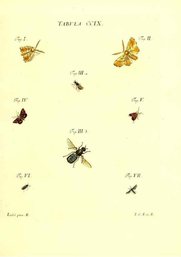 Reproducción/Reproduction 35538019834: Iacobi Christiani Schaefferi s.s. theologiae et philosophiae doctoris ... Icones insectorum circa Ratisbonam indigenorum :. Ratisbonae :Typis Breitfeldianis,MDCCLXXIX [1766-1779]
