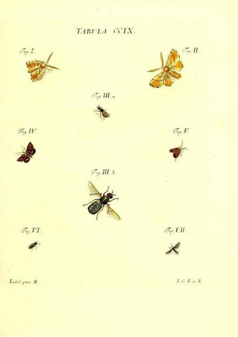 Reproducción/Reproduction 35538019834: Iacobi Christiani Schaefferi s.s. theologiae et philosophiae doctoris ... Icones insectorum circa Ratisbonam indigenorum :. Ratisbonae :Typis Breitfeldianis,MDCCLXXIX [1766-1779]