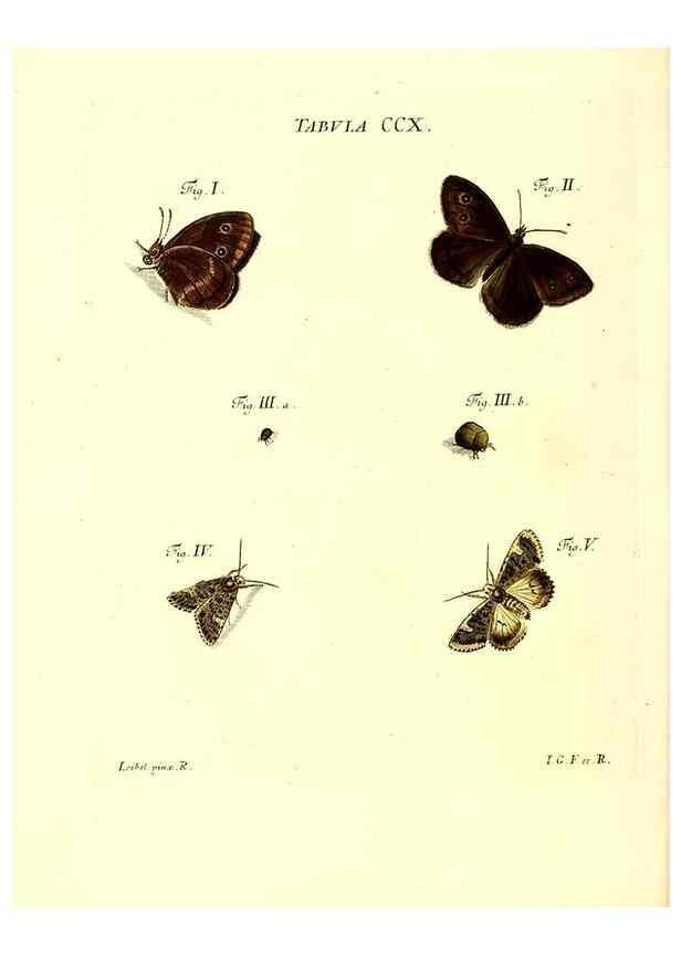 Reproducción/Reproduction 35538021524: Iacobi Christiani Schaefferi s.s. theologiae et philosophiae doctoris ... Icones insectorum circa Ratisbonam indigenorum :. Ratisbonae :Typis Breitfeldianis,MDCCLXXIX [1766-1779]