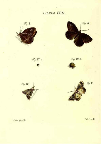 Reproducción/Reproduction 35538021524: Iacobi Christiani Schaefferi s.s. theologiae et philosophiae doctoris ... Icones insectorum circa Ratisbonam indigenorum :. Ratisbonae :Typis Breitfeldianis,MDCCLXXIX [1766-1779]