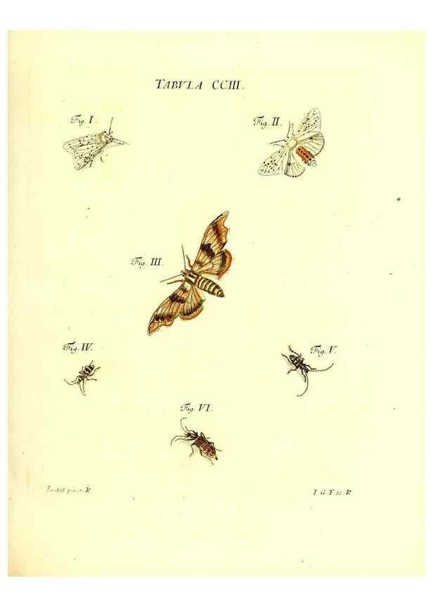 Reproducción/Reproduction 36237100971: Iacobi Christiani Schaefferi s.s. theologiae et philosophiae doctoris ... Icones insectorum circa Ratisbonam indigenorum :. Ratisbonae :Typis Breitfeldianis,MDCCLXXIX [1766-1779]