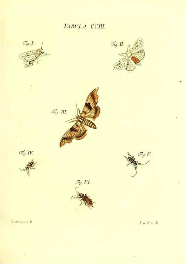 Reproducción/Reproduction 36237100971: Iacobi Christiani Schaefferi s.s. theologiae et philosophiae doctoris ... Icones insectorum circa Ratisbonam indigenorum :. Ratisbonae :Typis Breitfeldianis,MDCCLXXIX [1766-1779]