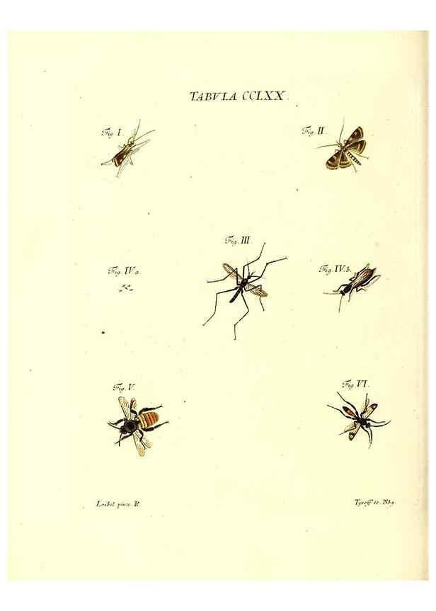 Reproducción/Reproduction 36205642822: Iacobi Christiani Schaefferi s.s. theologiae et philosophiae doctoris ... Icones insectorum circa Ratisbonam indigenorum :. Ratisbonae :Typis Breitfeldianis,MDCCLXXIX [1766-1779]