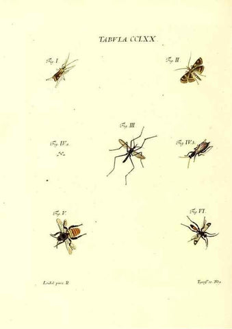 Reproducción/Reproduction 36205642822: Iacobi Christiani Schaefferi s.s. theologiae et philosophiae doctoris ... Icones insectorum circa Ratisbonam indigenorum :. Ratisbonae :Typis Breitfeldianis,MDCCLXXIX [1766-1779]