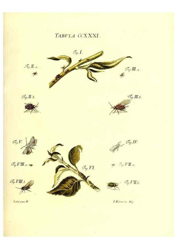 Reproducción/Reproduction 36373814835: Iacobi Christiani Schaefferi s.s. theologiae et philosophiae doctoris ... Icones insectorum circa Ratisbonam indigenorum :. Ratisbonae :Typis Breitfeldianis,MDCCLXXIX [1766-1779]