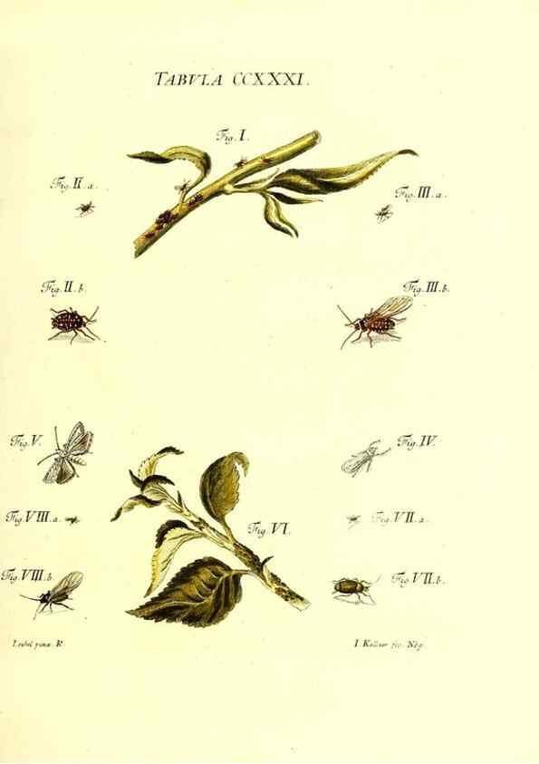 Reproducción/Reproduction 36373814835: Iacobi Christiani Schaefferi s.s. theologiae et philosophiae doctoris ... Icones insectorum circa Ratisbonam indigenorum :. Ratisbonae :Typis Breitfeldianis,MDCCLXXIX [1766-1779]