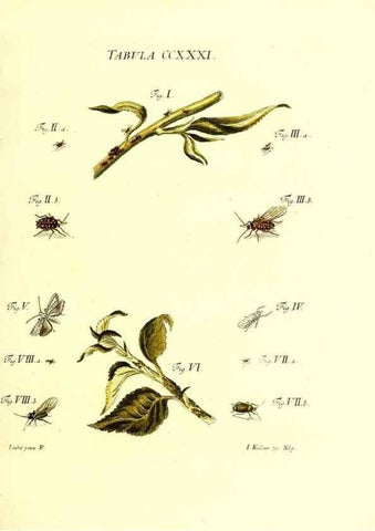 Reproducción/Reproduction 36373814835: Iacobi Christiani Schaefferi s.s. theologiae et philosophiae doctoris ... Icones insectorum circa Ratisbonam indigenorum :. Ratisbonae :Typis Breitfeldianis,MDCCLXXIX [1766-1779]