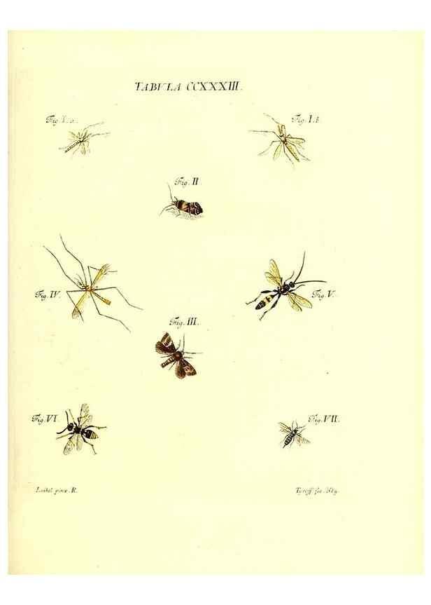Reproducción/Reproduction 35976958800: Iacobi Christiani Schaefferi s.s. theologiae et philosophiae doctoris ... Icones insectorum circa Ratisbonam indigenorum :. Ratisbonae :Typis Breitfeldianis,MDCCLXXIX [1766-1779]