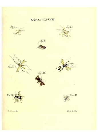 Reproducción/Reproduction 35976958800: Iacobi Christiani Schaefferi s.s. theologiae et philosophiae doctoris ... Icones insectorum circa Ratisbonam indigenorum :. Ratisbonae :Typis Breitfeldianis,MDCCLXXIX [1766-1779]