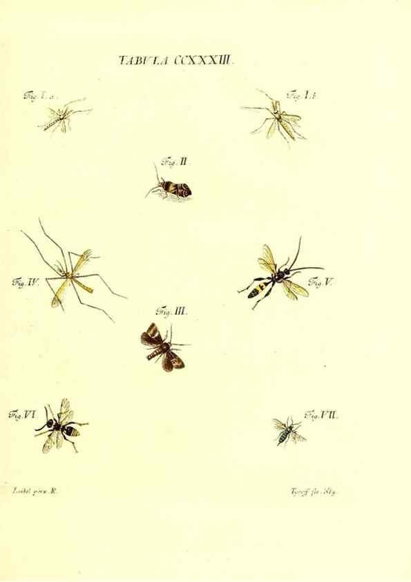 Reproducción/Reproduction 35976958800: Iacobi Christiani Schaefferi s.s. theologiae et philosophiae doctoris ... Icones insectorum circa Ratisbonam indigenorum :. Ratisbonae :Typis Breitfeldianis,MDCCLXXIX [1766-1779]