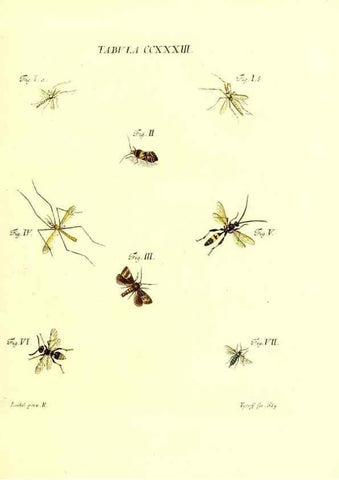 Reproducción/Reproduction 35976958800: Iacobi Christiani Schaefferi s.s. theologiae et philosophiae doctoris ... Icones insectorum circa Ratisbonam indigenorum :. Ratisbonae :Typis Breitfeldianis,MDCCLXXIX [1766-1779]