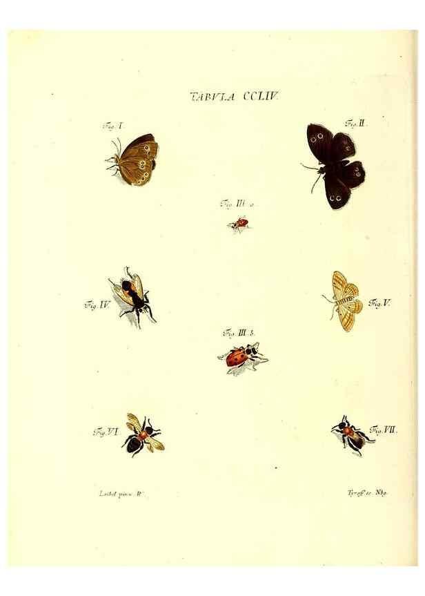 Reproducción/Reproduction 36237159151: Iacobi Christiani Schaefferi s.s. theologiae et philosophiae doctoris ... Icones insectorum circa Ratisbonam indigenorum :. Ratisbonae :Typis Breitfeldianis,MDCCLXXIX [1766-1779]