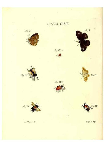 Reproducción/Reproduction 36237159151: Iacobi Christiani Schaefferi s.s. theologiae et philosophiae doctoris ... Icones insectorum circa Ratisbonam indigenorum :. Ratisbonae :Typis Breitfeldianis,MDCCLXXIX [1766-1779]