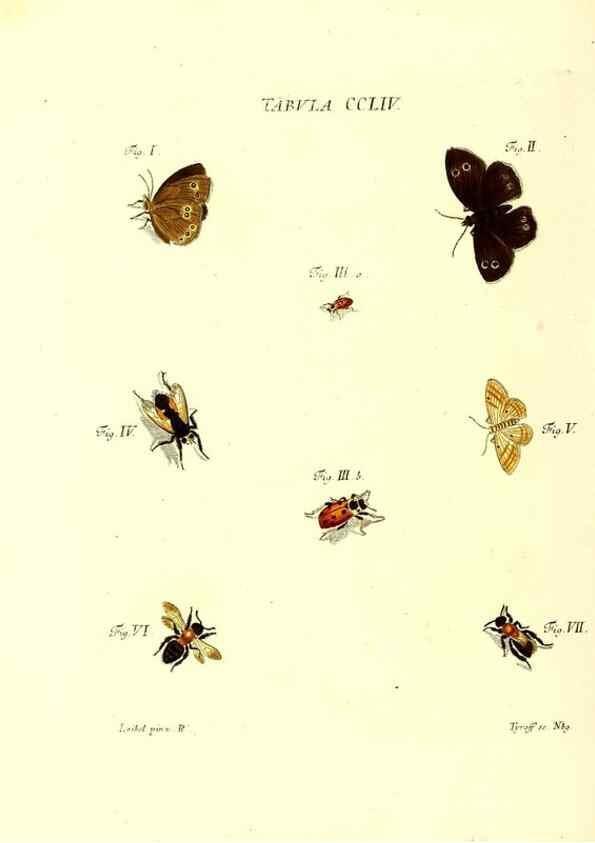 Reproducción/Reproduction 36237159151: Iacobi Christiani Schaefferi s.s. theologiae et philosophiae doctoris ... Icones insectorum circa Ratisbonam indigenorum :. Ratisbonae :Typis Breitfeldianis,MDCCLXXIX [1766-1779]